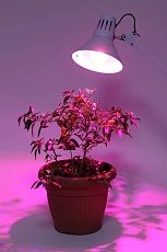 Лампа светодиодная для растений ЭРА E27 10W 1310K прозрачная FITO-10W-RB-E27-K Б0039069 1